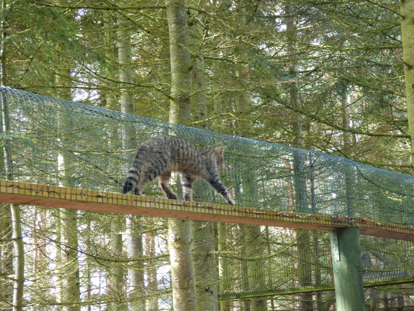 Scottish Wildcat in tunnel