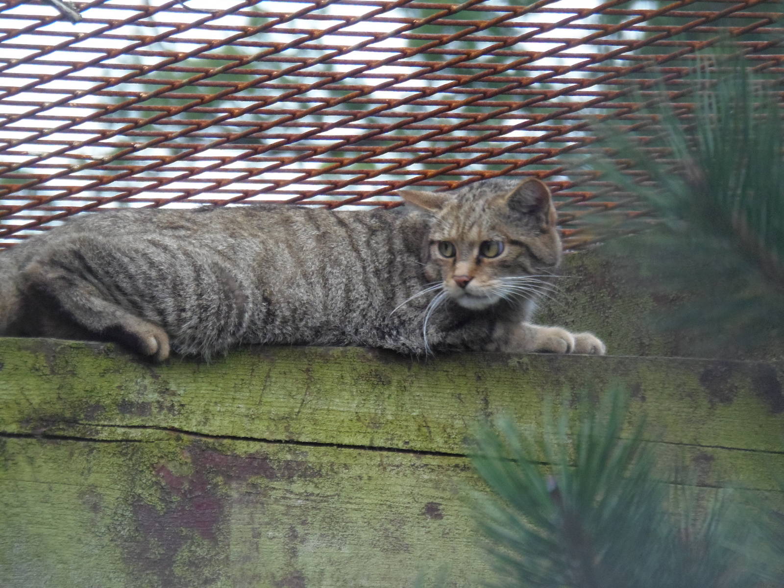 Scottish wildcat interesting behaviour
