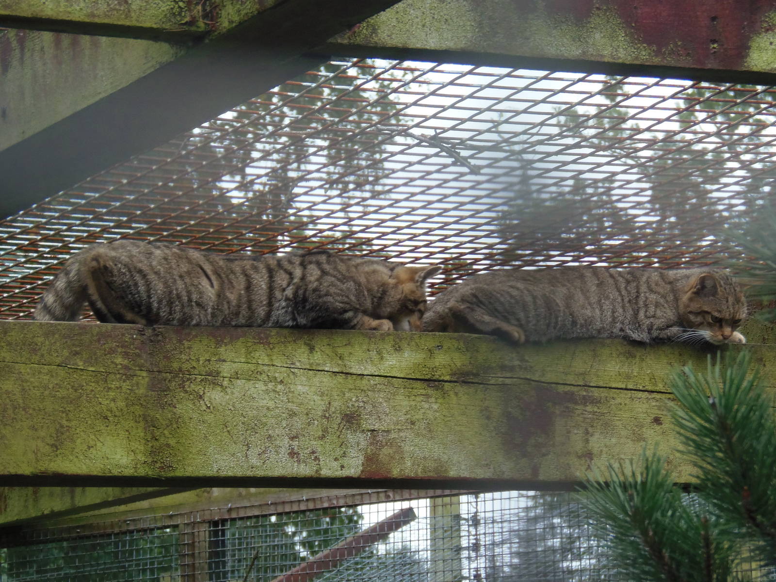 scottish wildcat interesting behaviour