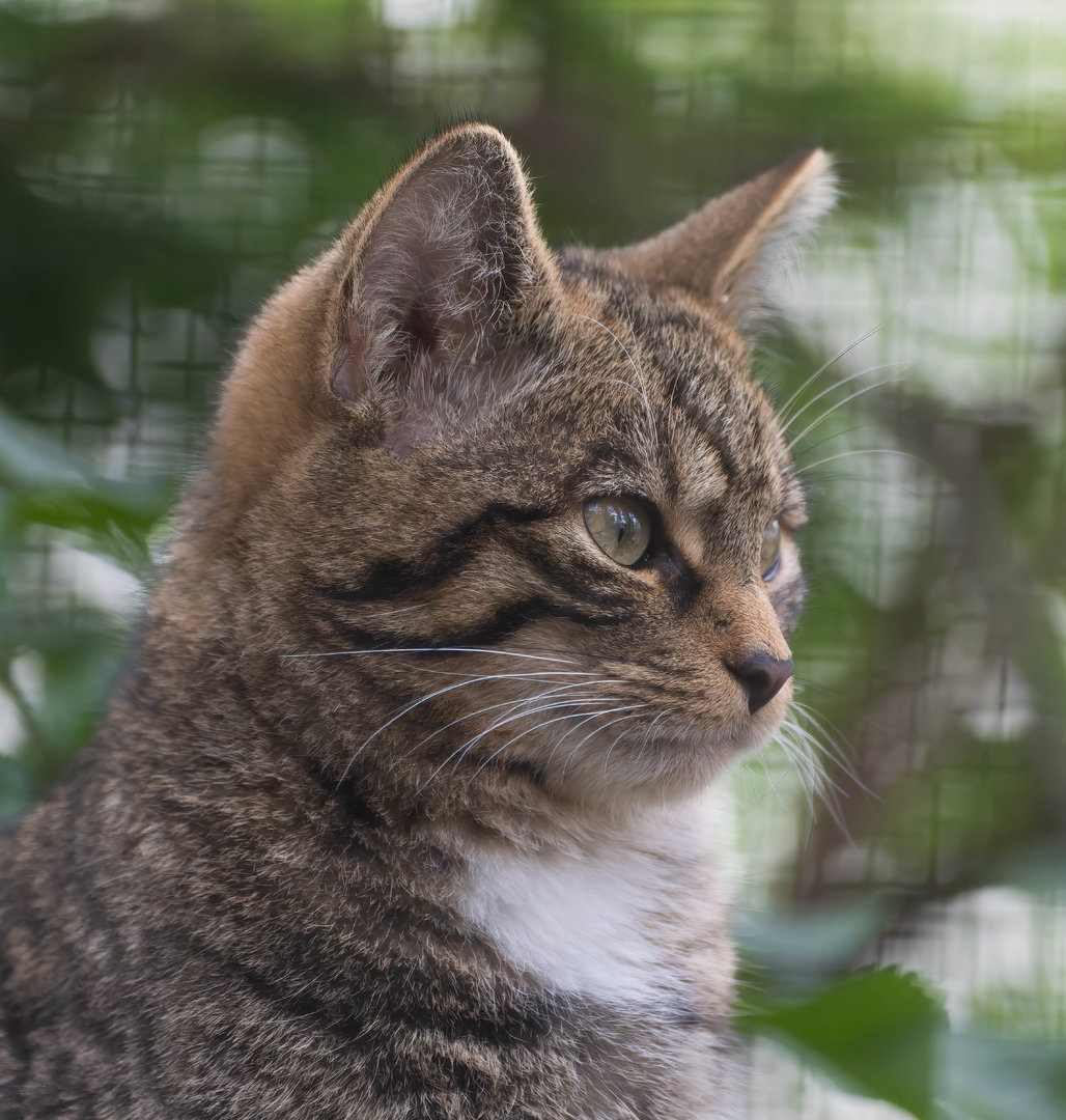 Scottish wildcat (juvenile), Shepreth, UK