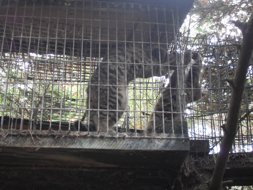 Scottish wildcat kittens