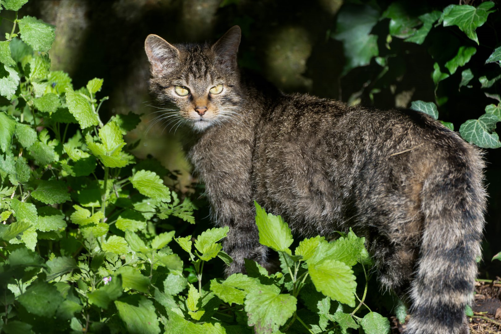 Scottish wildcat, Linton, UK