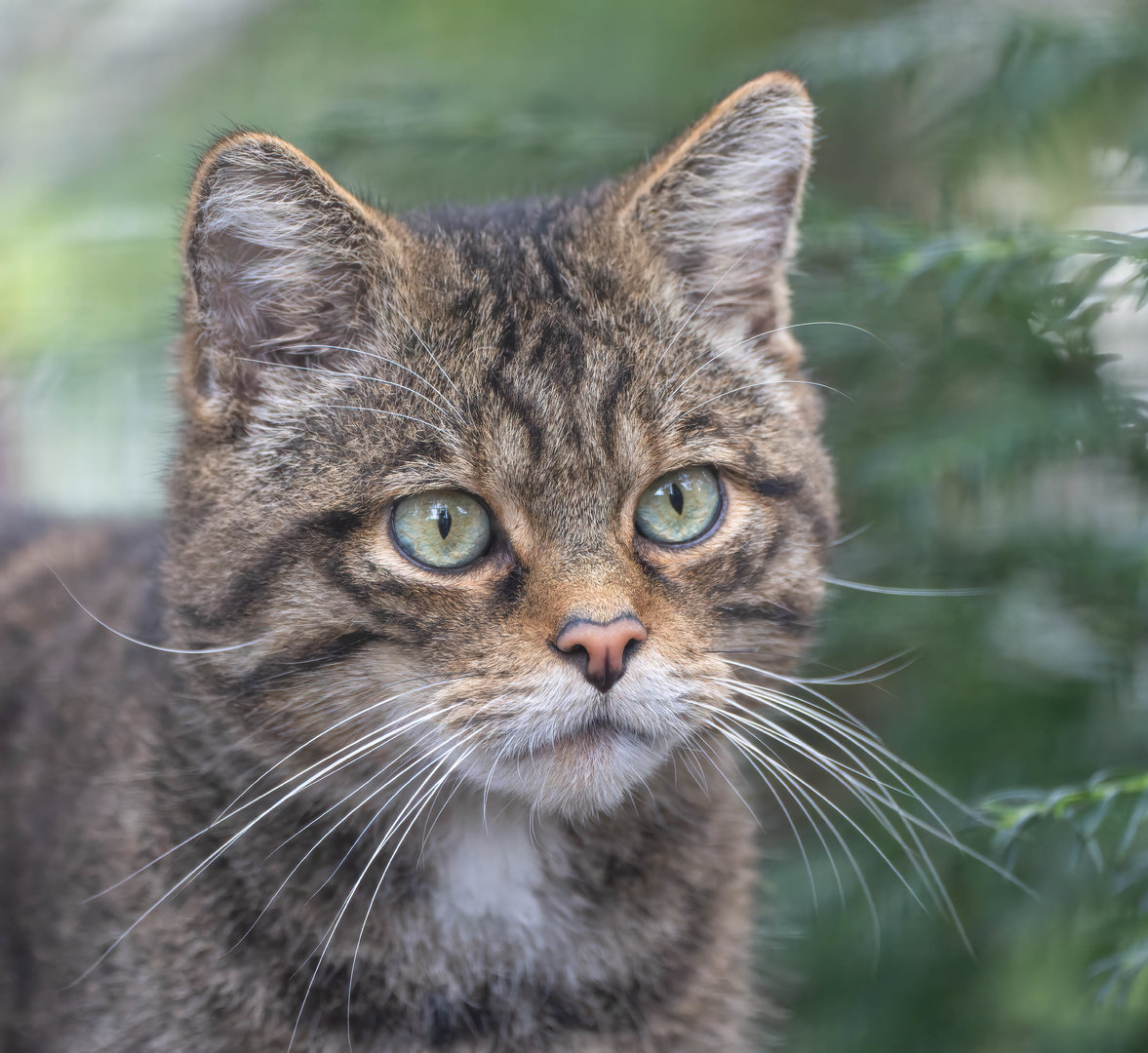 Scottish wildcat (m), Shepreth, UK