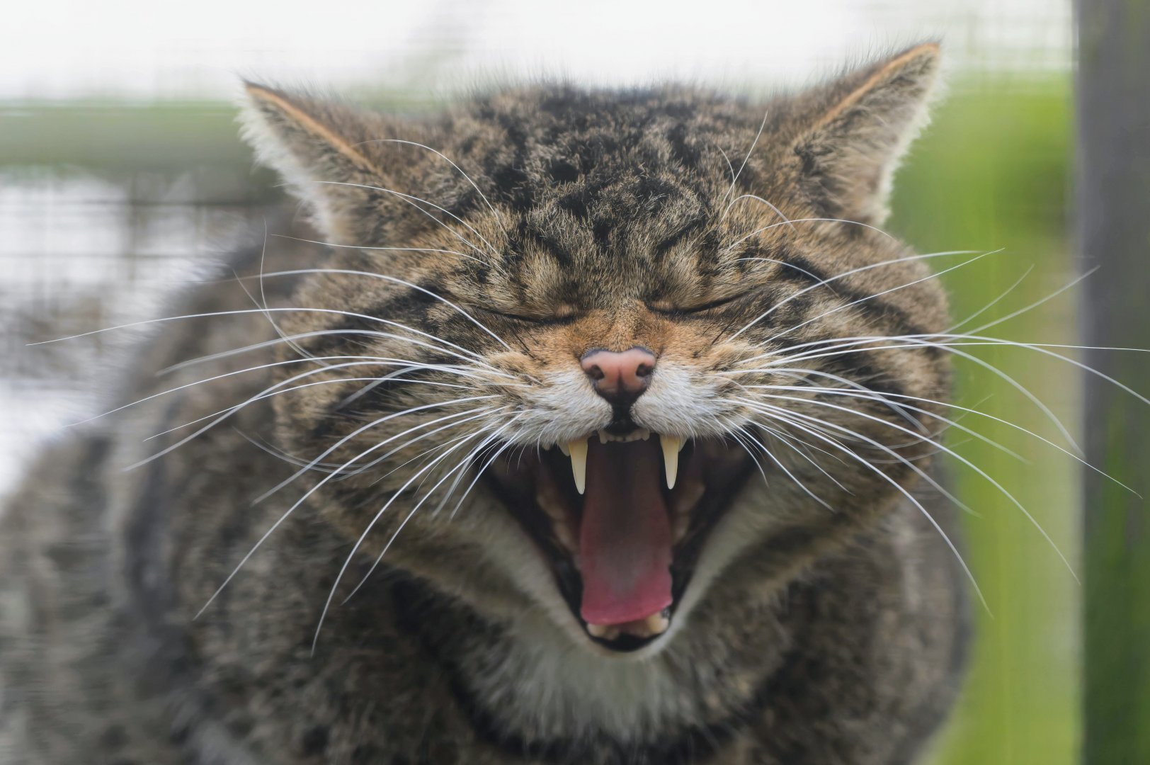 Scottish wildcat (m), Shepreth, UK