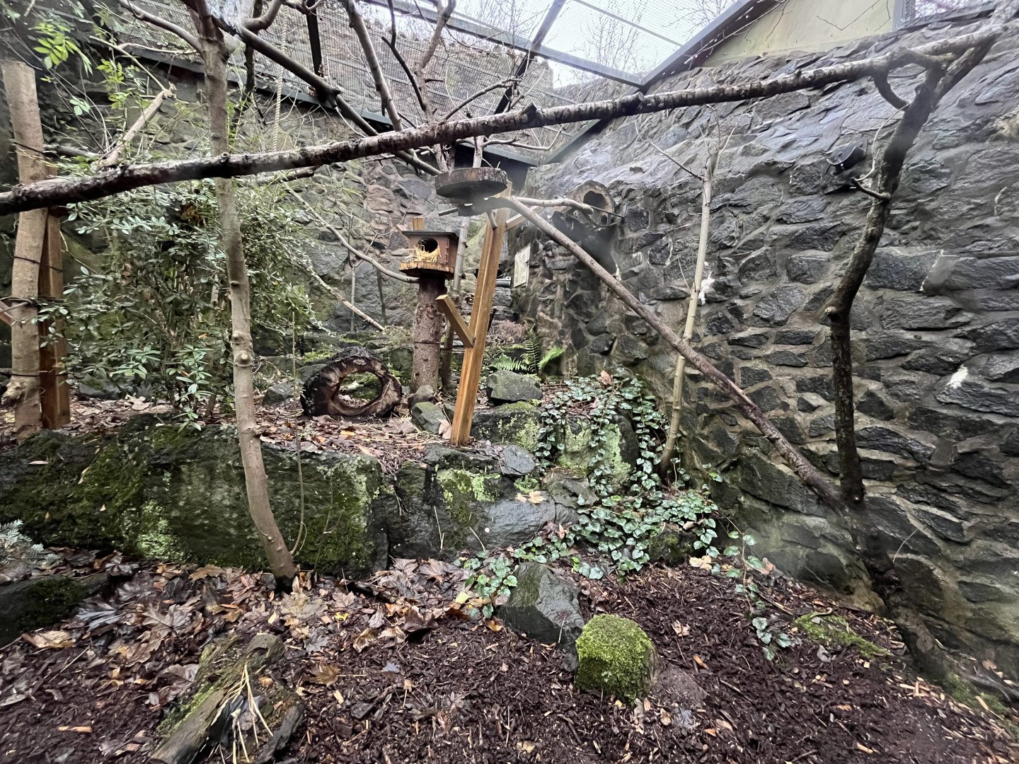 Scottish wildcat male enclosure 9.12.23