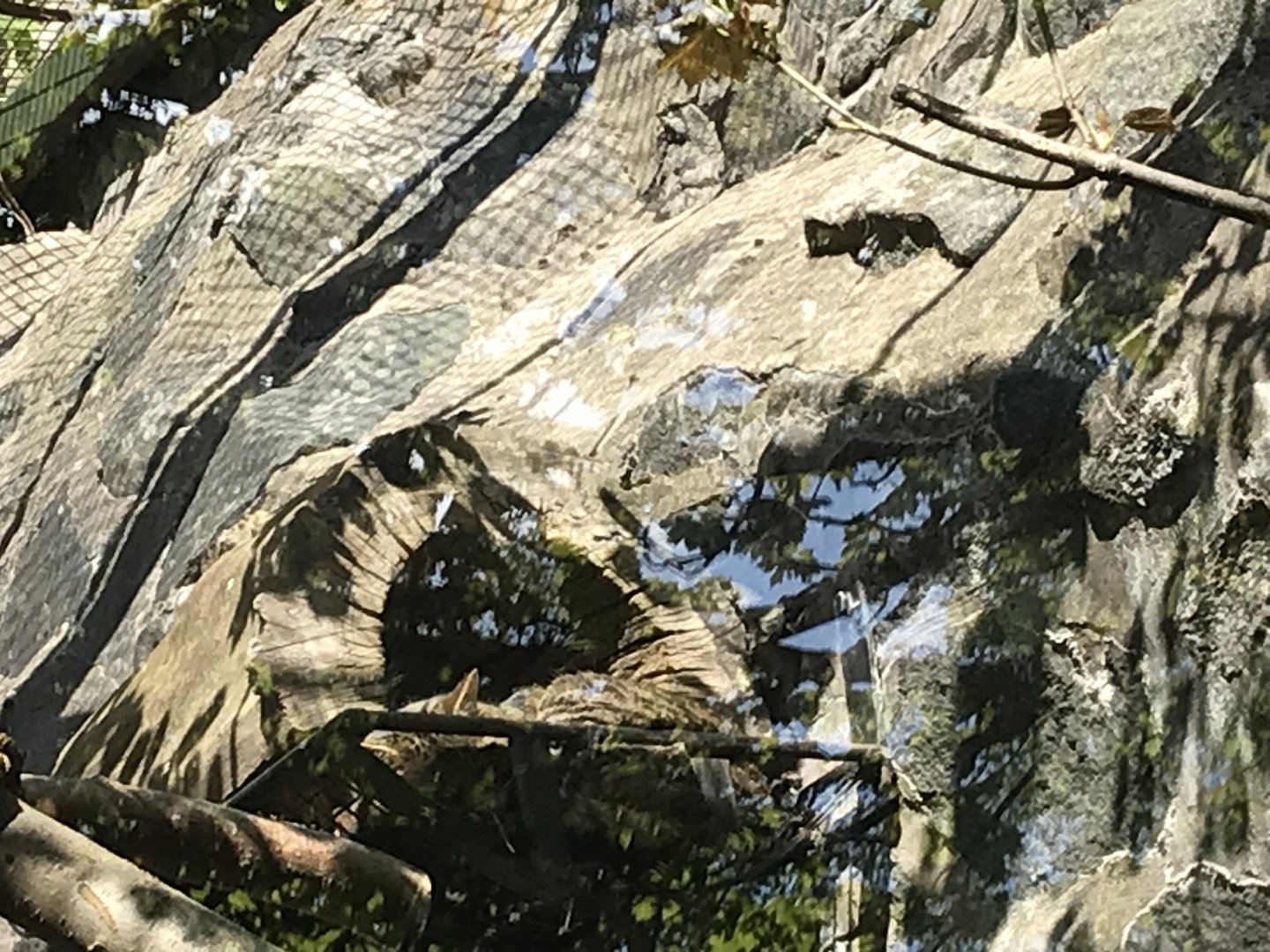 Scottish wildcat male