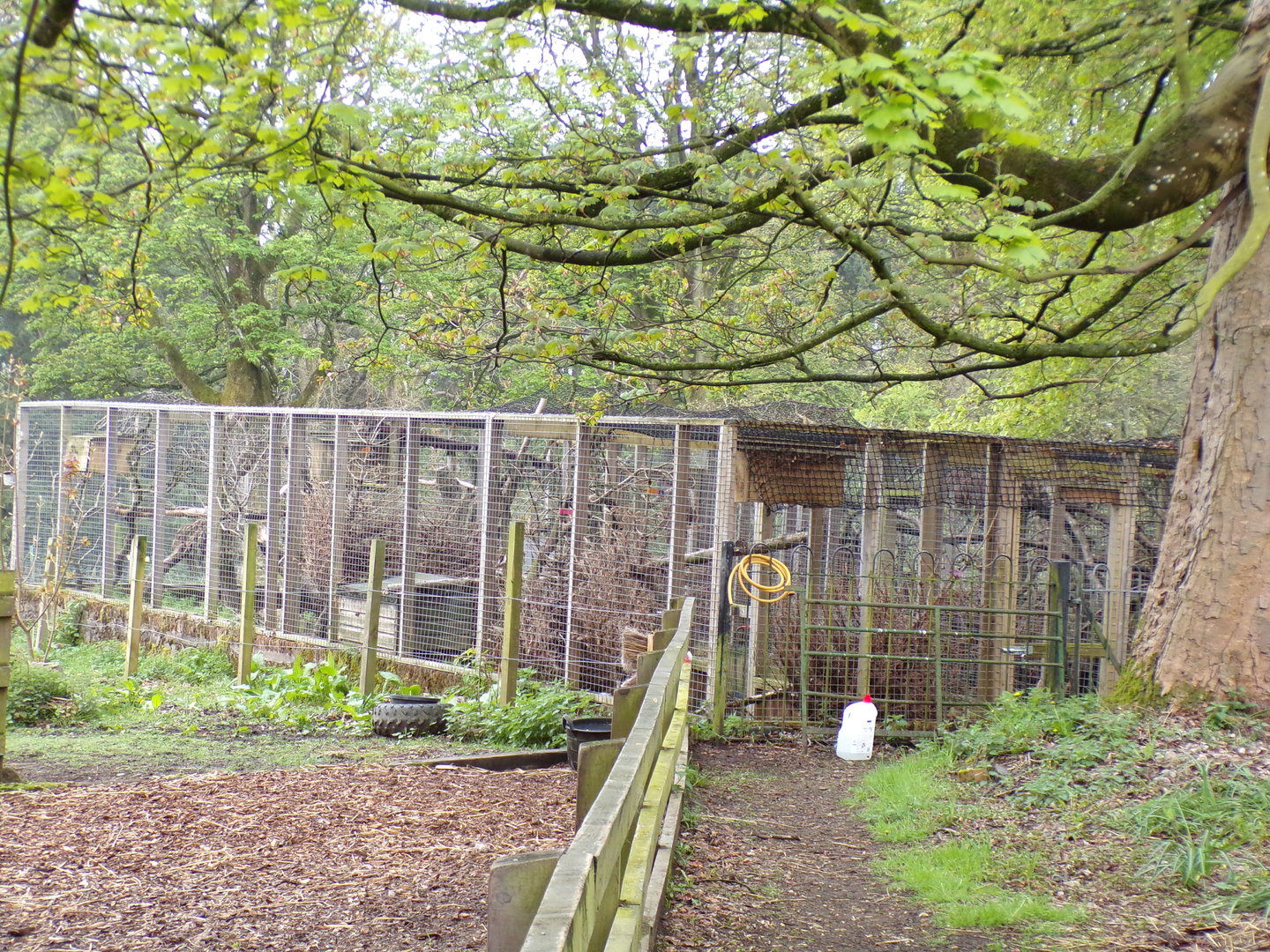 Scottish wildcat offshow cage 7.5.23