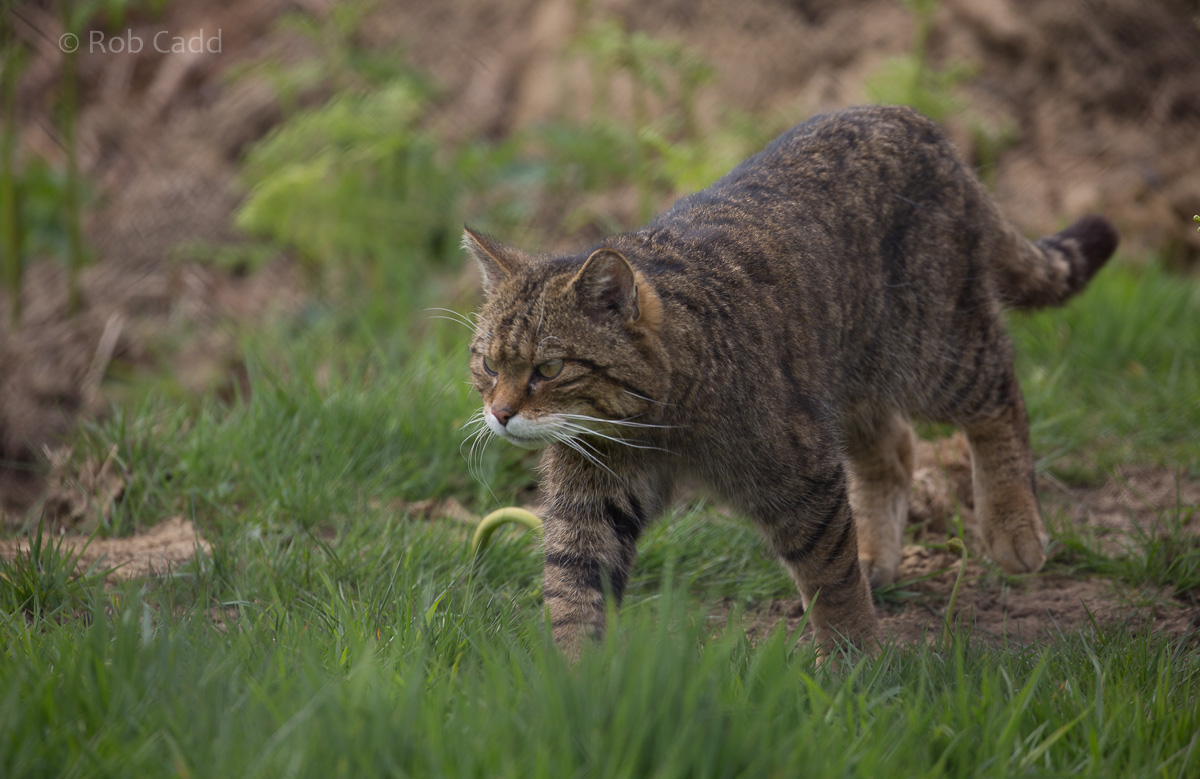 Scottish wildcat : Port Lympne : 05 May 2017