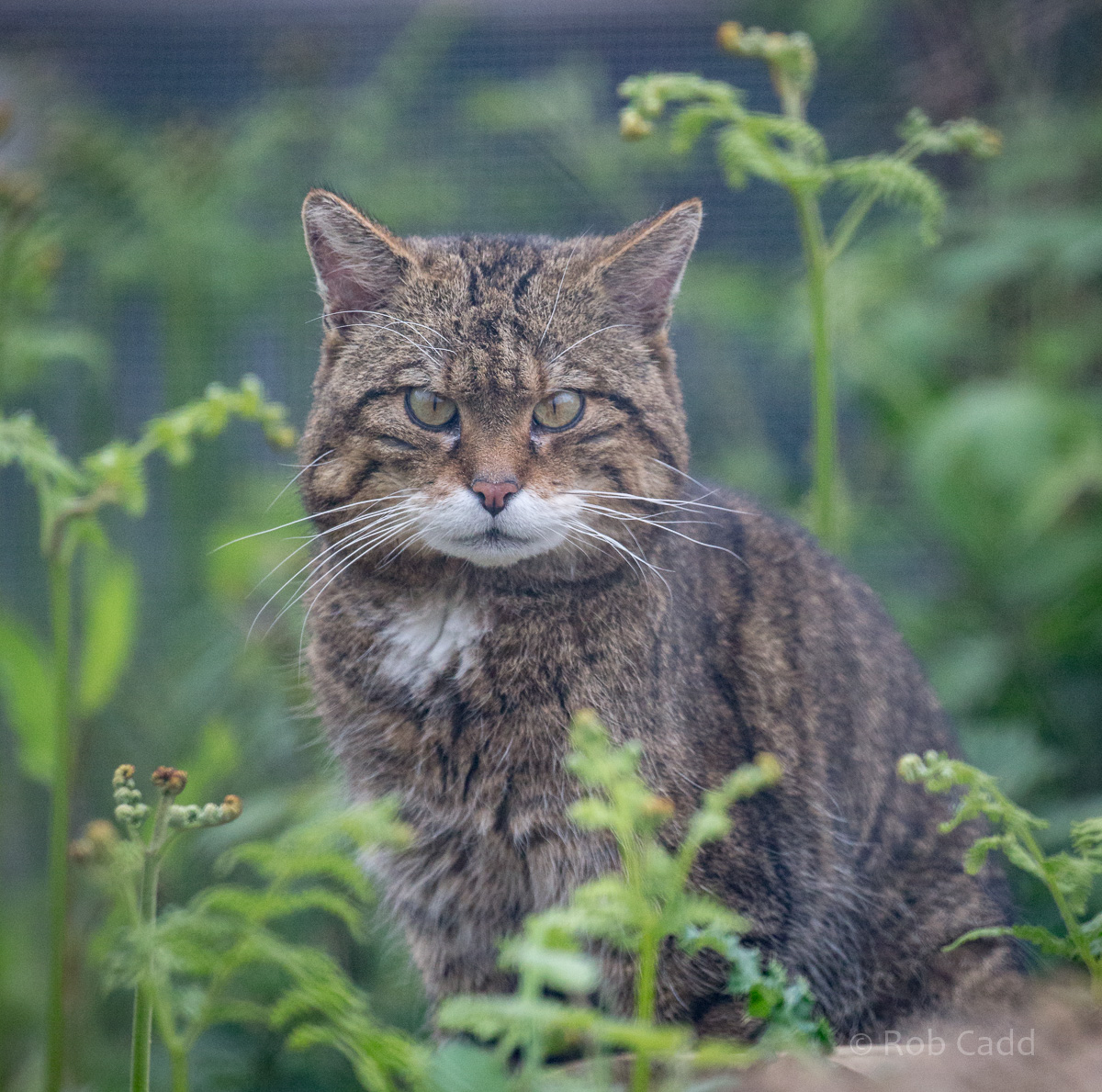 Scottish wildcat : Port Lympne : 05 May 2017
