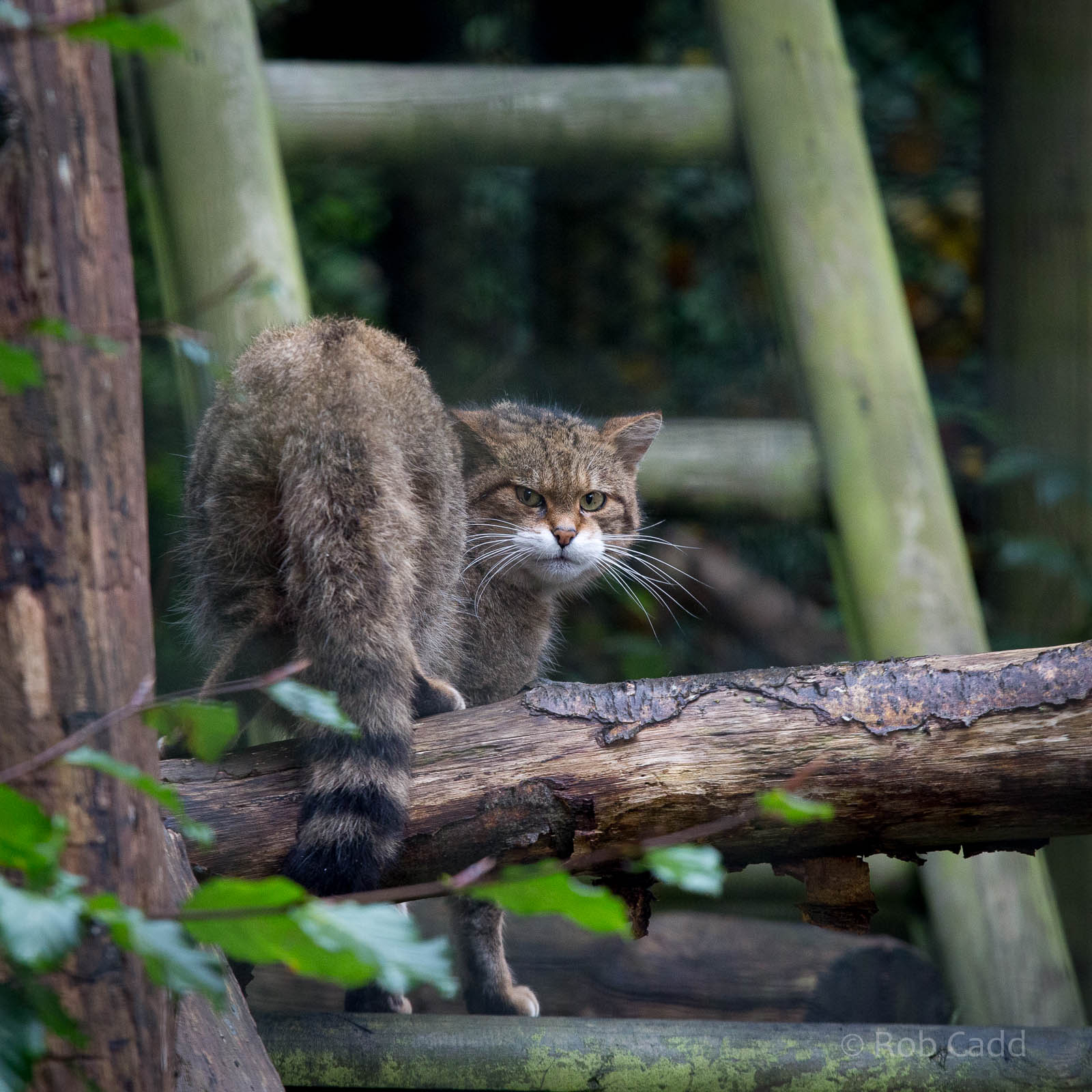 Scottish wildcat : Port Lympne : 17 Oct 2014