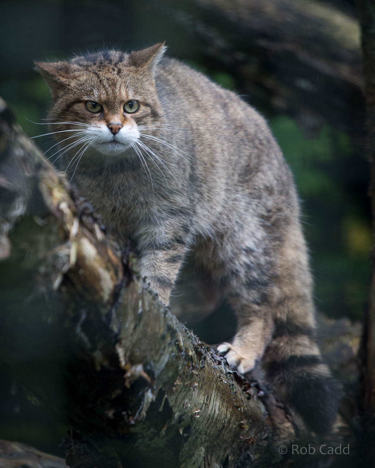 Scottish wildcat : Port Lympne : 17 Oct 2014