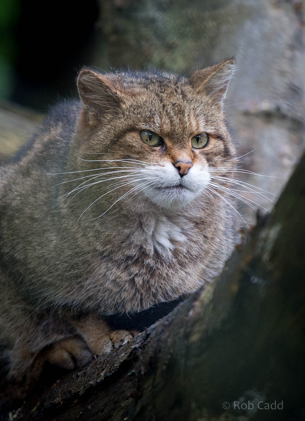 Scottish wildcat : Port Lympne : 17 Oct 2014