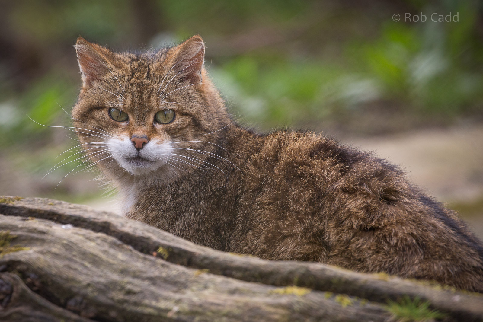 Scottish wildcat : Port Lympne : 30 Mar 2015