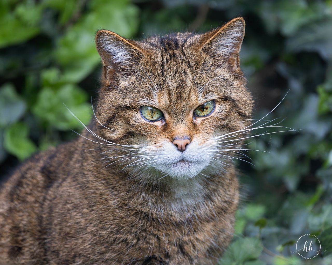 Scottish Wildcat (Rita) / Thrigby / 11-4-24