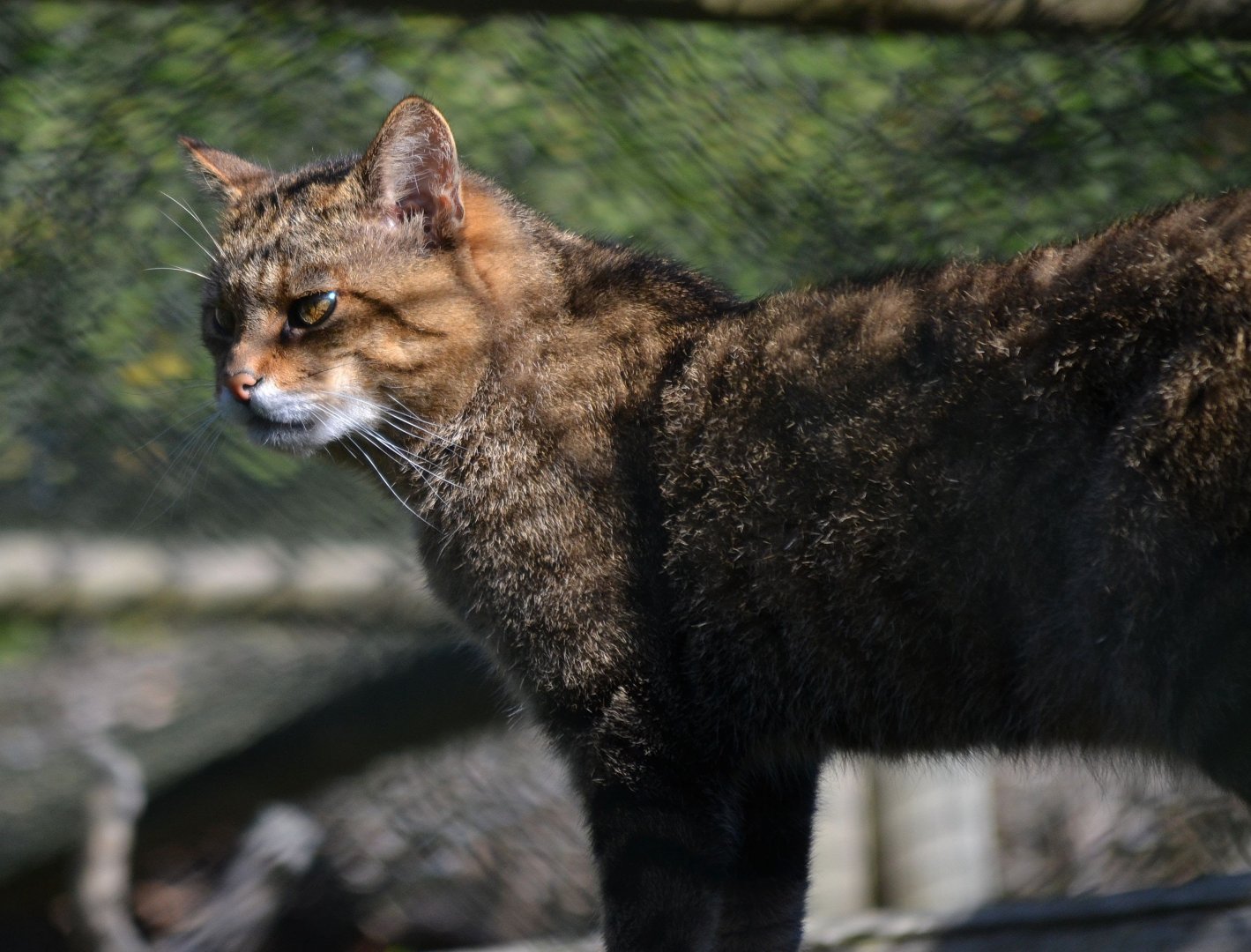 Scottish Wildcat - September 2016