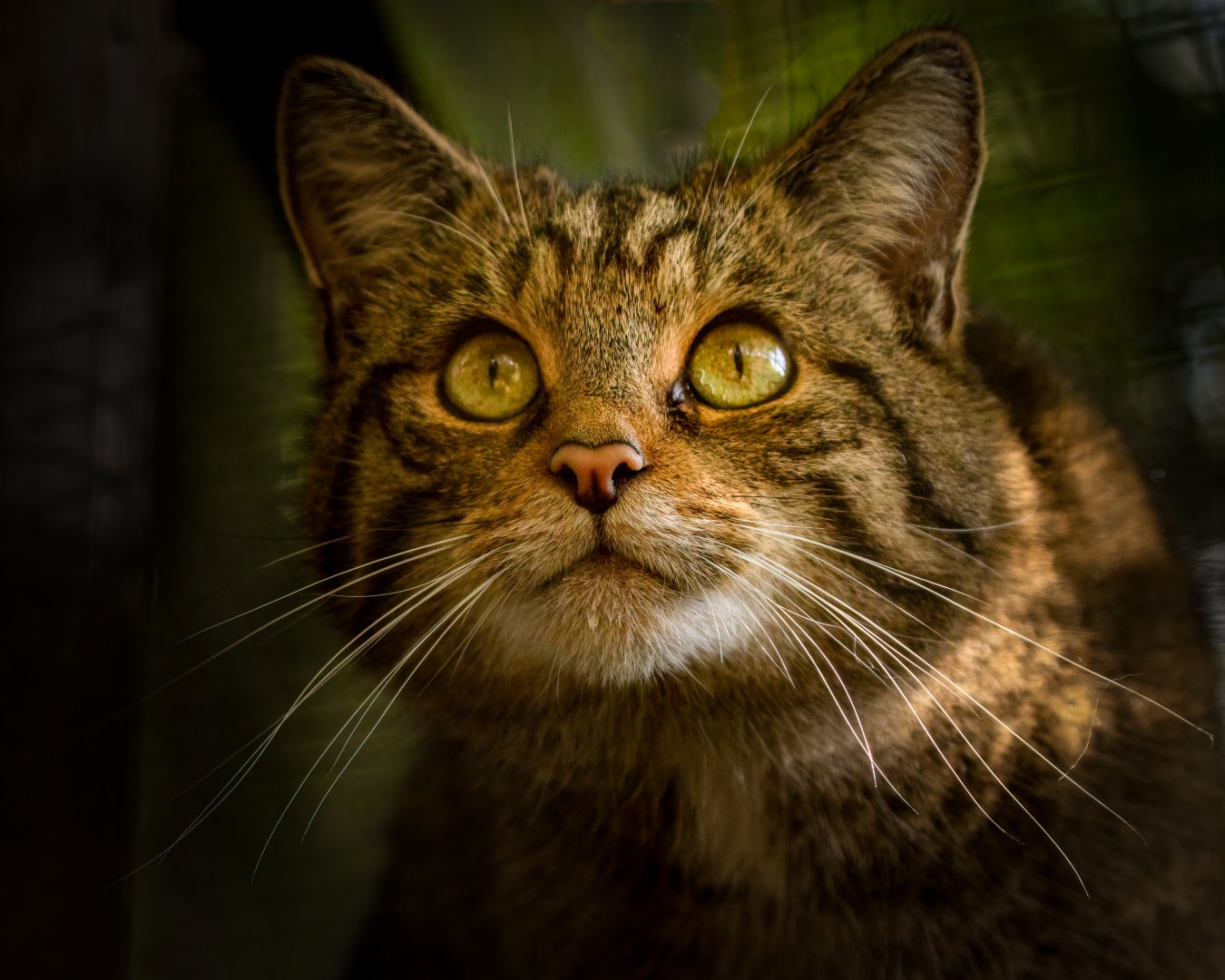 Scottish Wildcat / Shepreth / 1-10-20