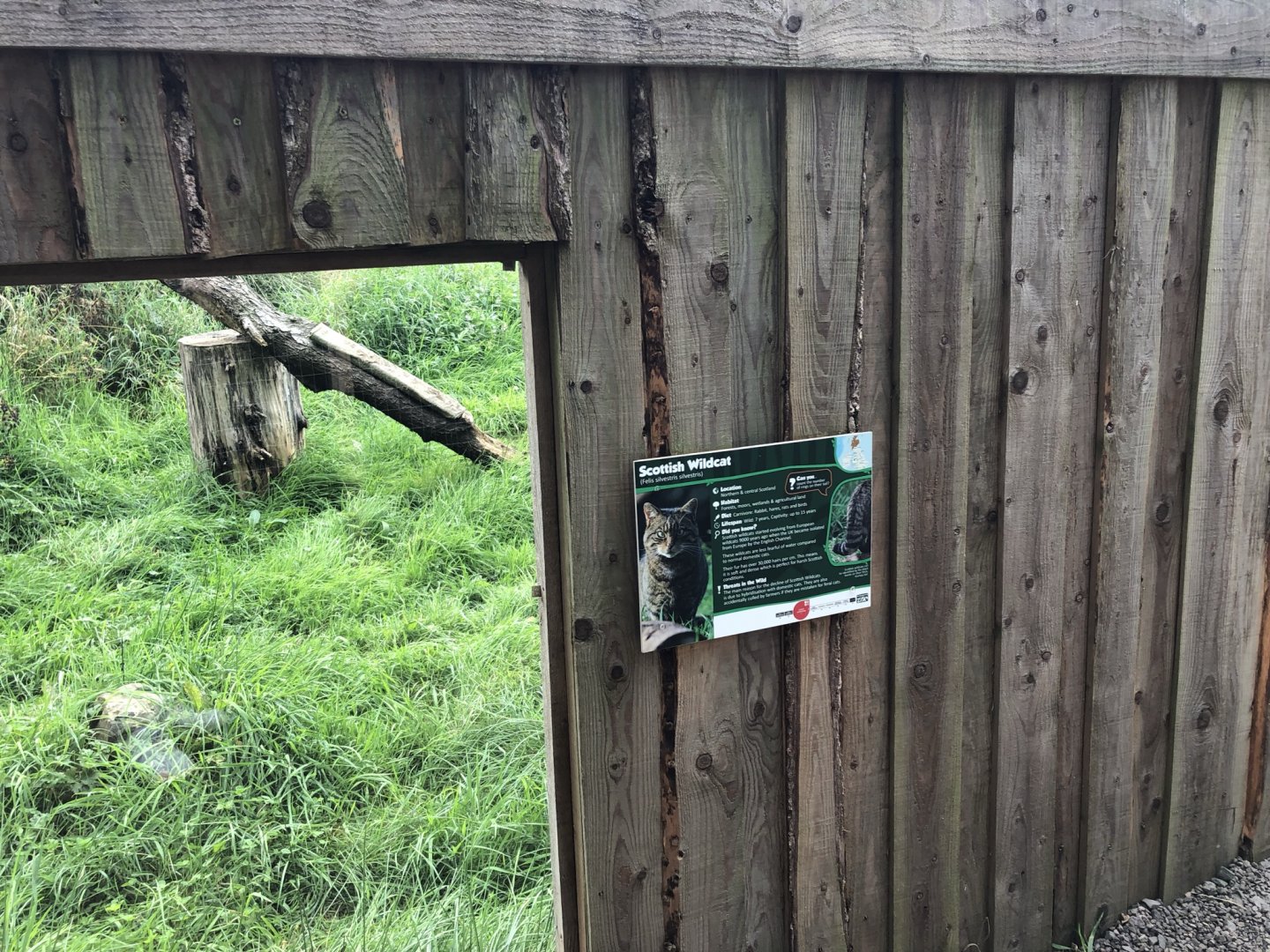 Scottish Wildcat Signage at Northumberland Country Zoo (September 2021)