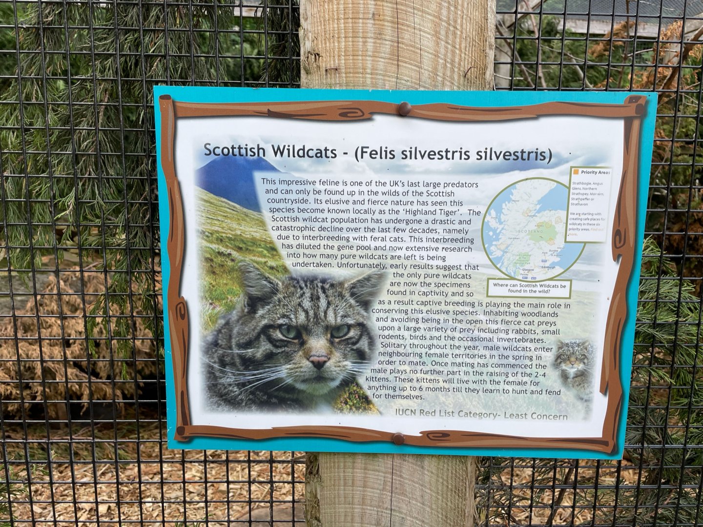 Scottish Wildcat Signage at Ponderosa Zoo (July 2021)