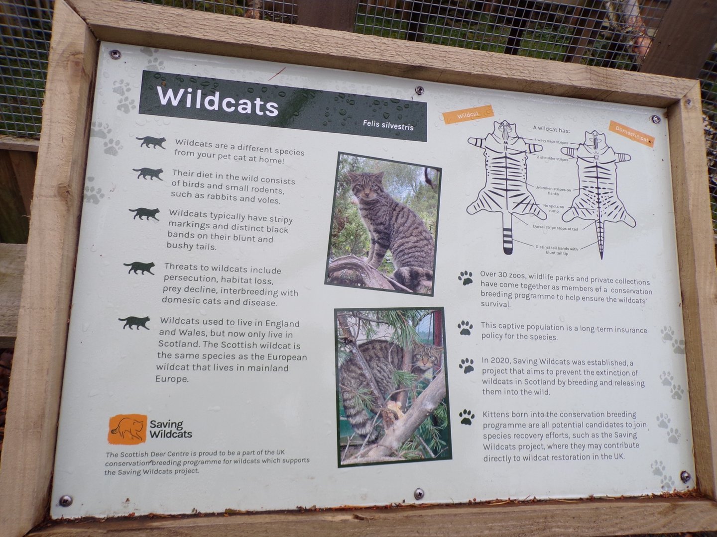 Scottish wildcat signage