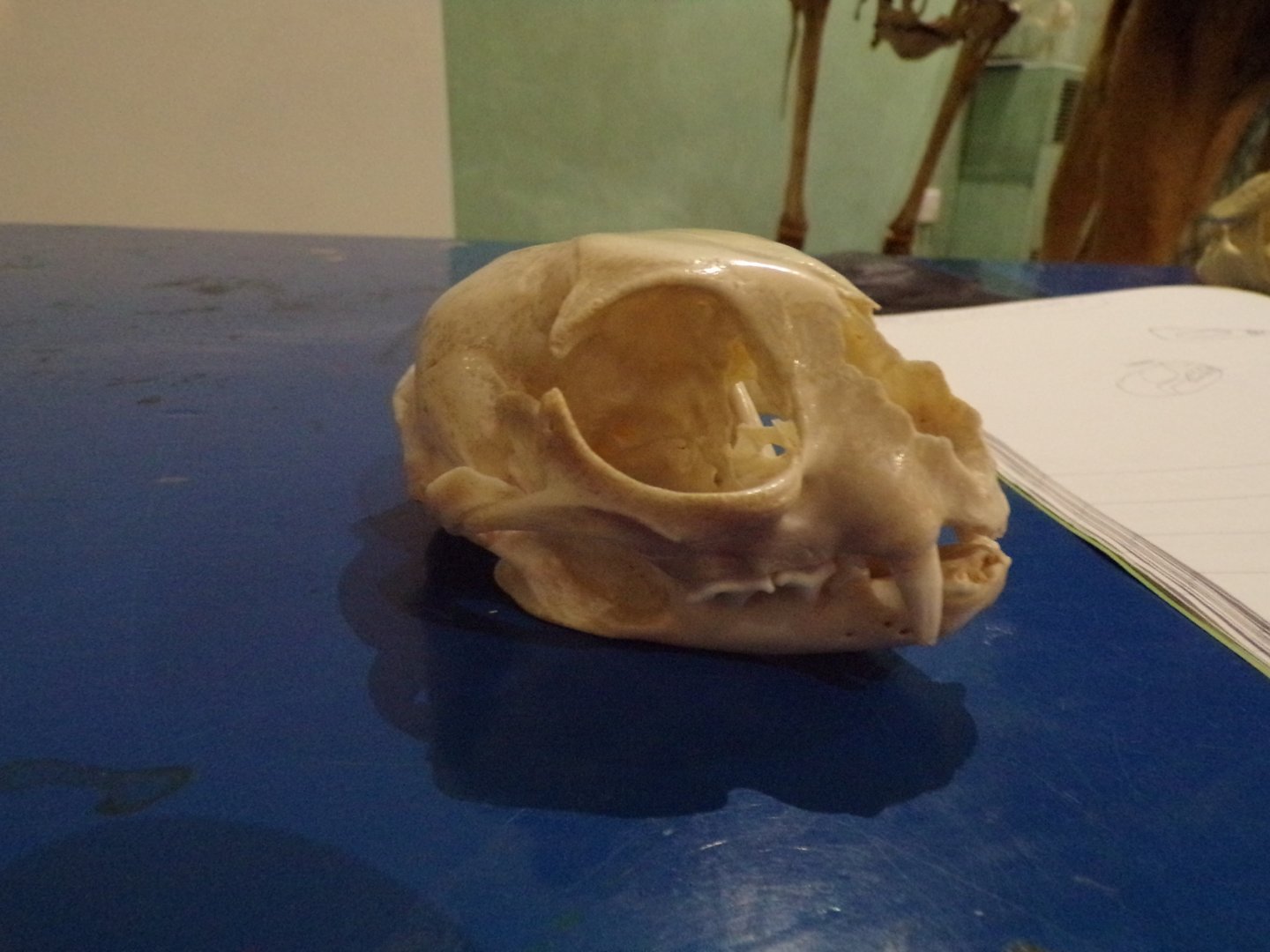 Scottish wildcat skull