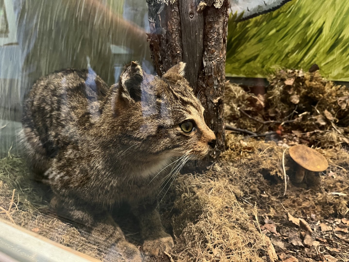 Scottish wildcat (taken at Inverness museum 3.4.24)
