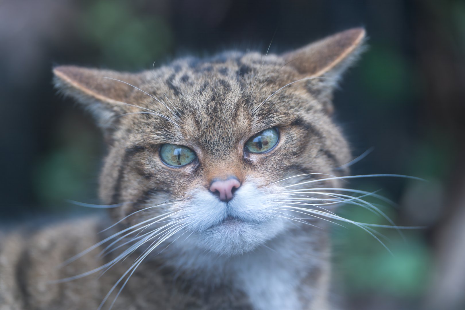 Scottish wildcat, Thrigby Hall, UK