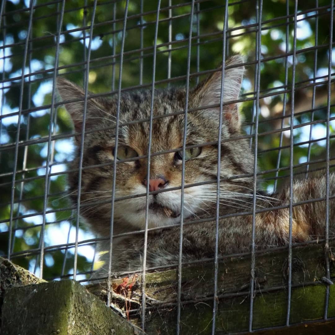Scottish Wildcat Tropiquaria