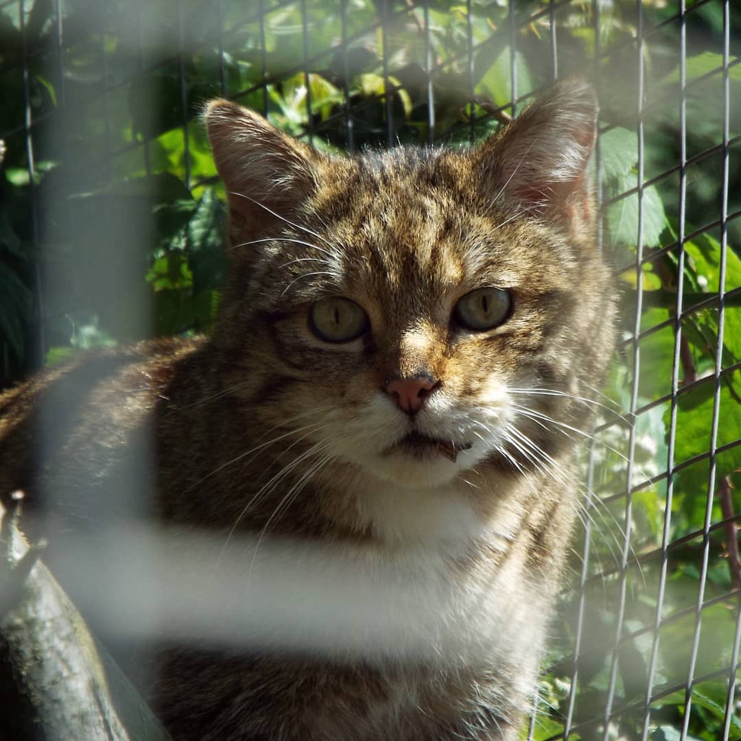 Scottish Wildcat Tropiquaria