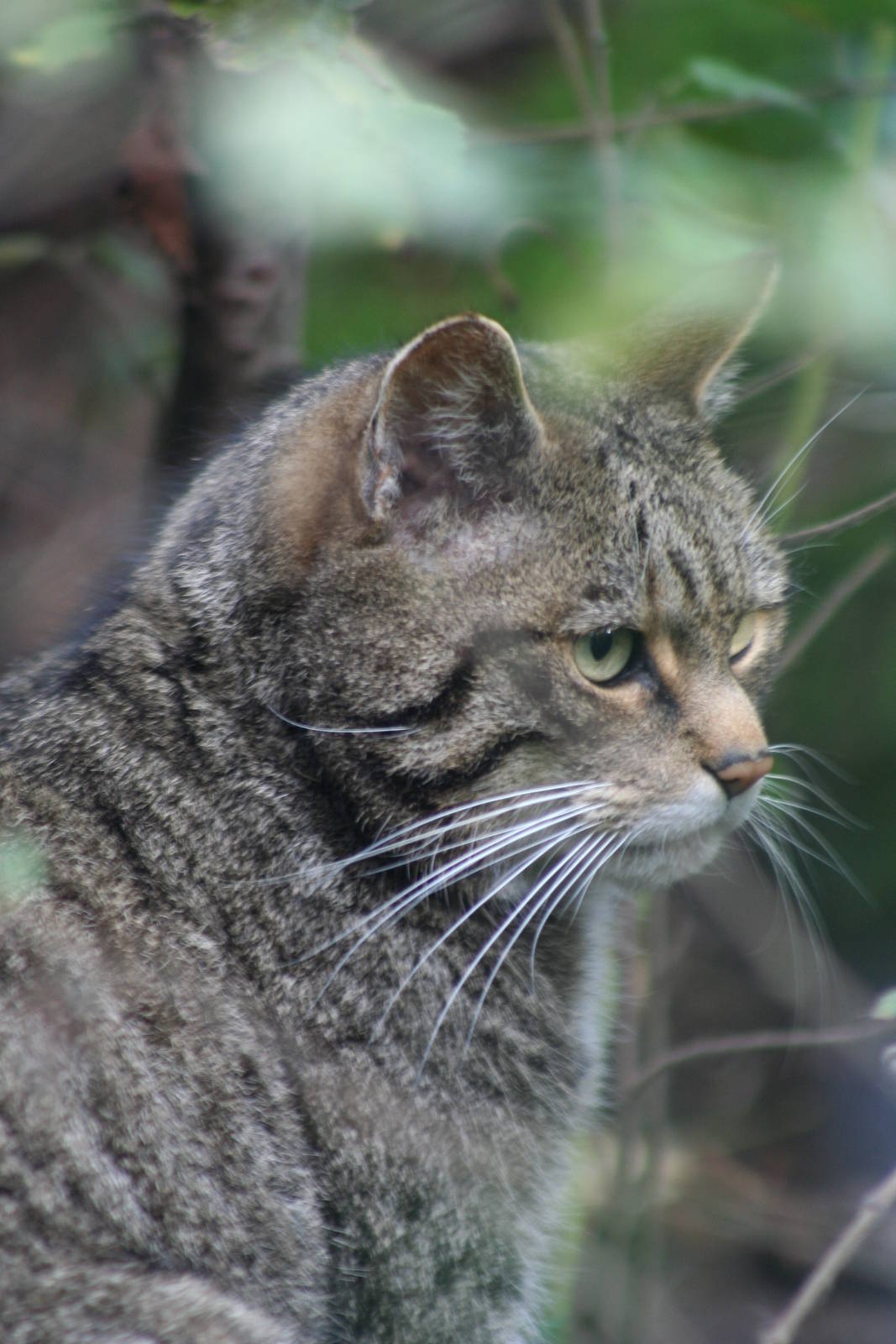Scottish Wildcat @ Twycross; 22.10.2010
