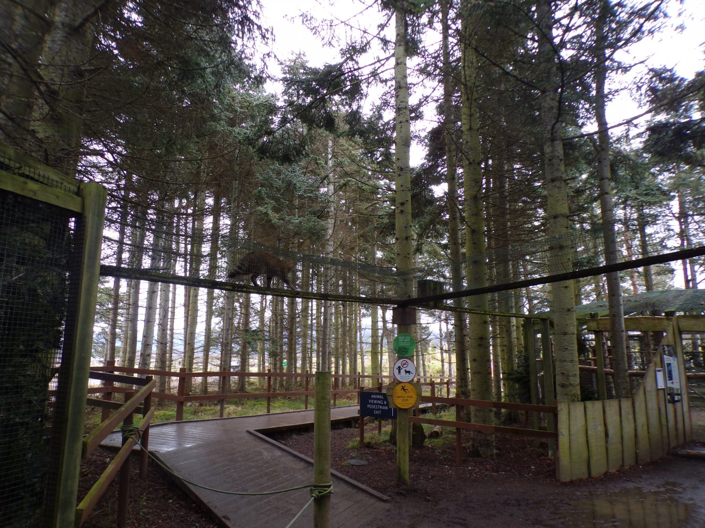 Scottish wildcat using overhead tunnels 5.4.24