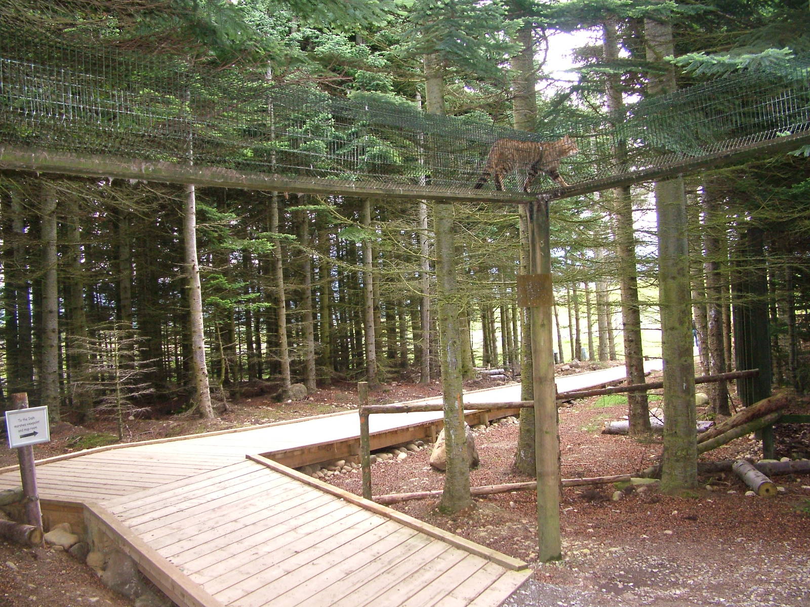 Scottish Wildcat walkway at Highland Wildlife Park 2008