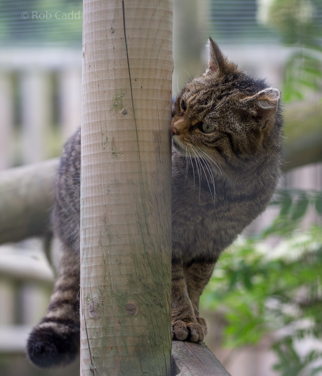 Scottish wildcat : Wingham : 06 May 2017