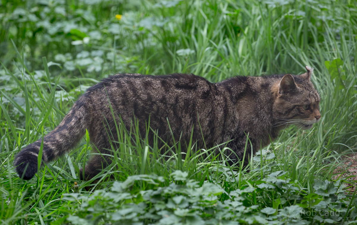 Scottish wildcat : Wingham : 06 May 2017