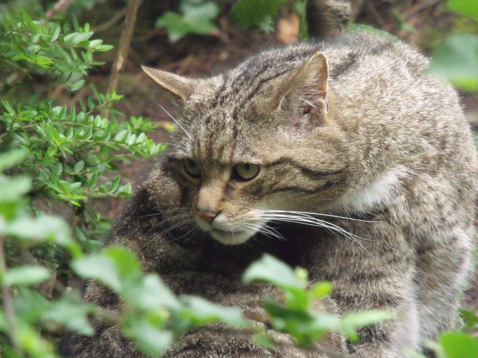 Scottish Wildcat