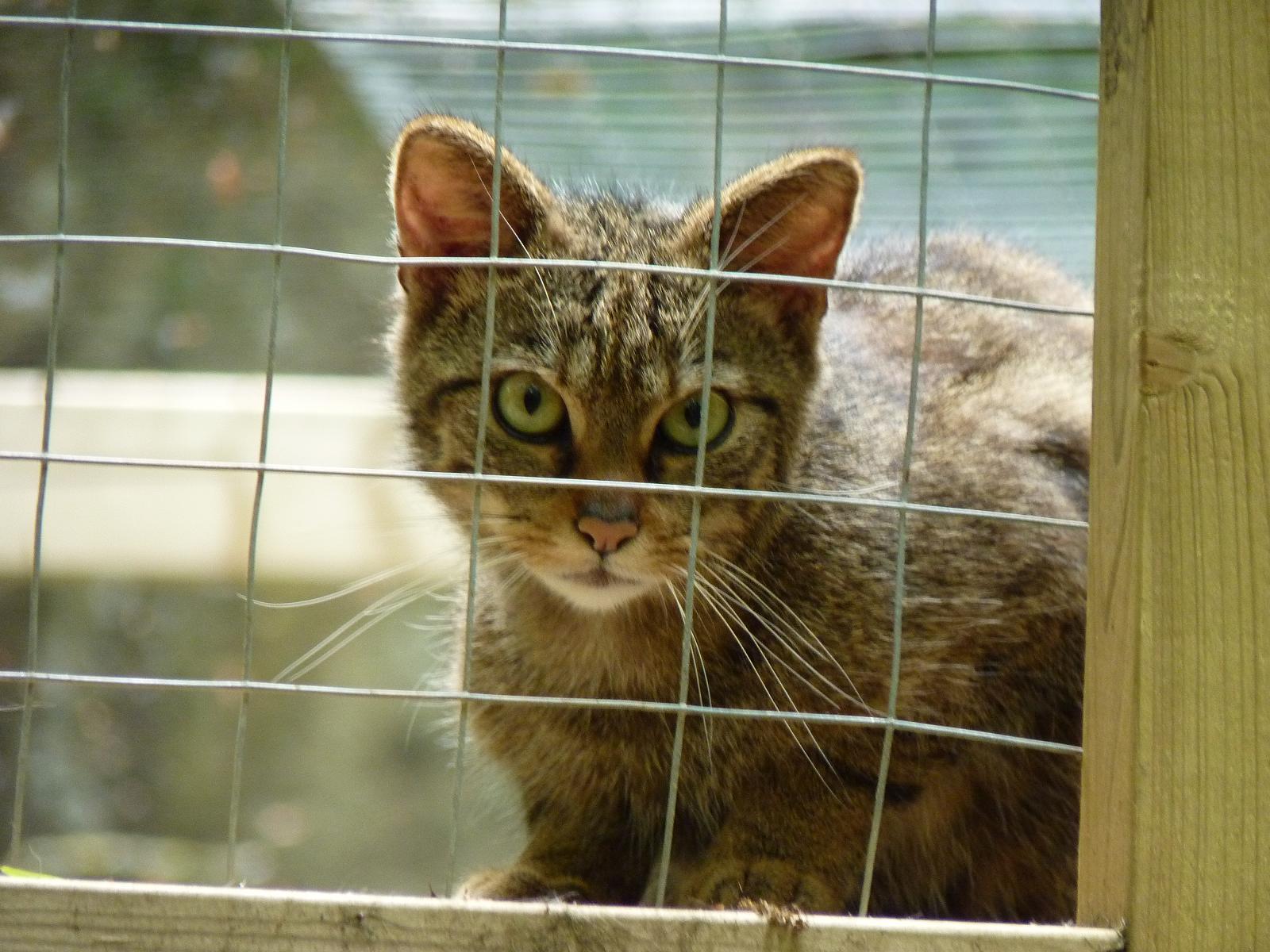 Scottish Wildcat