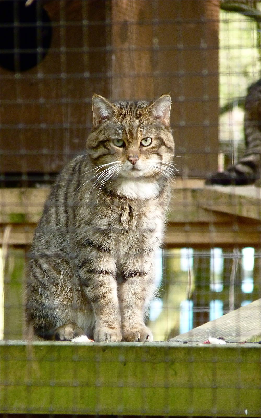 Scottish Wildcat