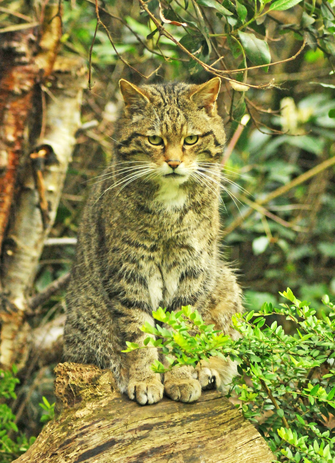 Scottish Wildcat
