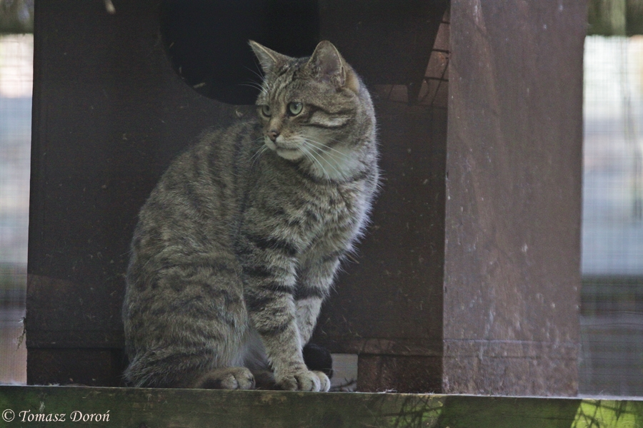 Scottish Wildcat