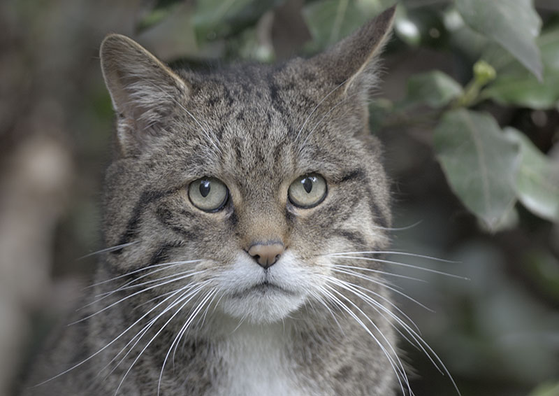 Scottish wildcat