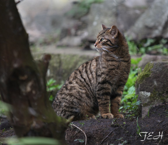 scottish wildcat
