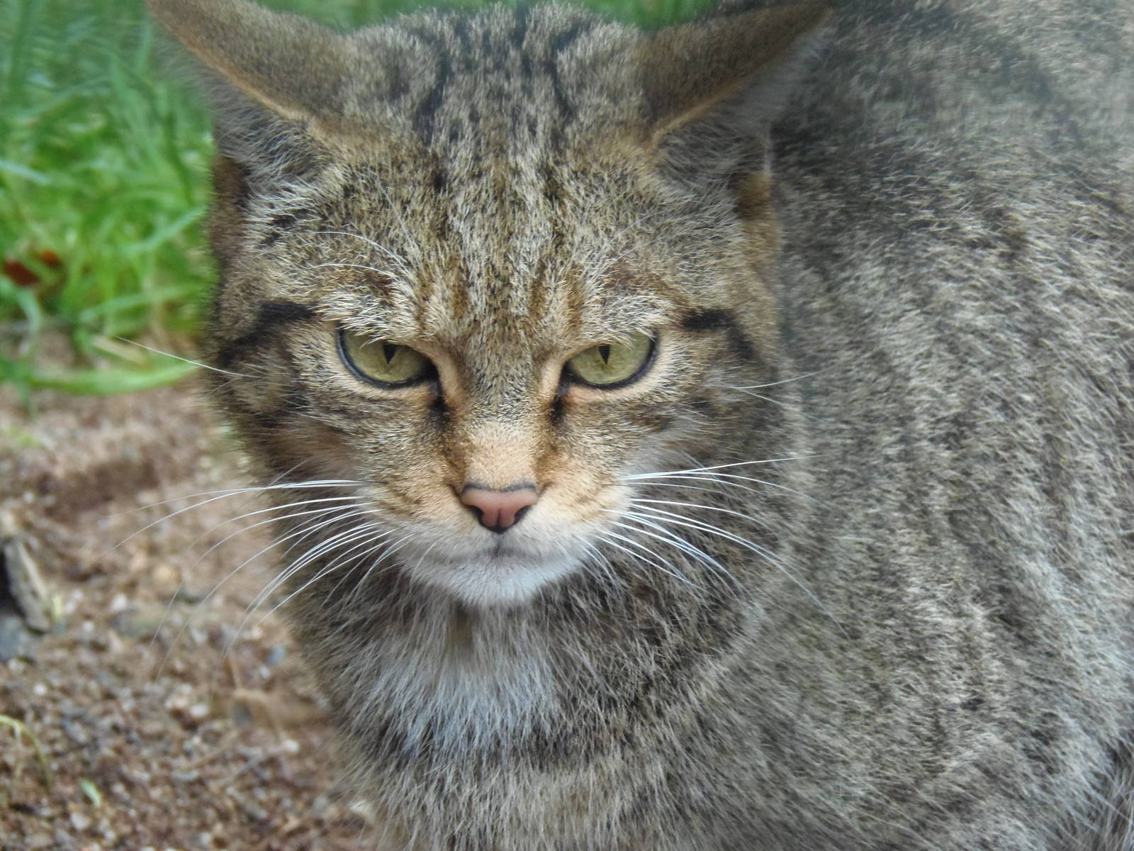 Scottish wildcat