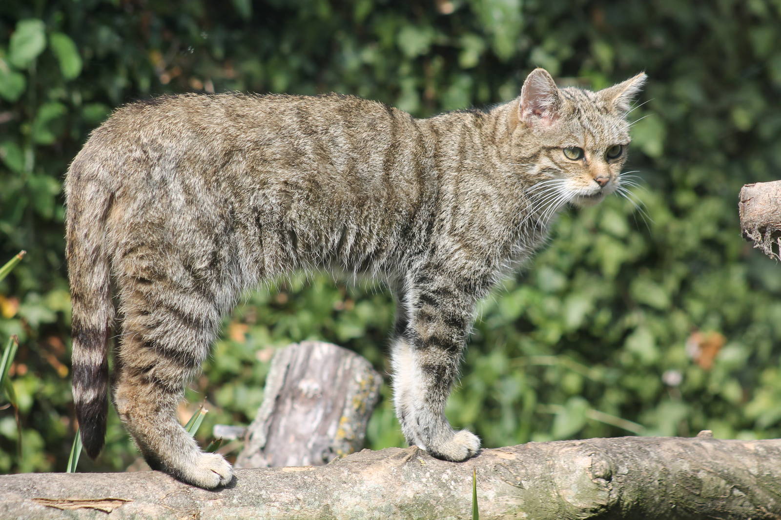 Scottish Wildcat