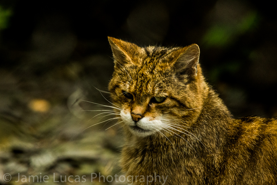 Scottish Wildcat