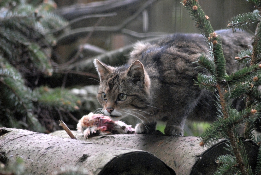 Scottish Wildcat