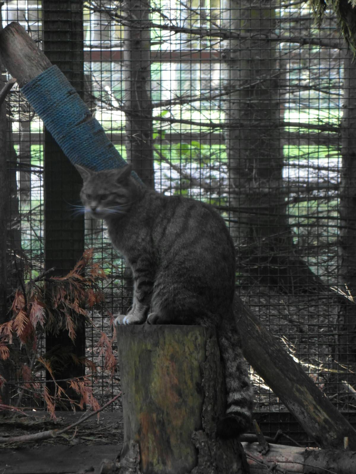 Scottish Wildcat