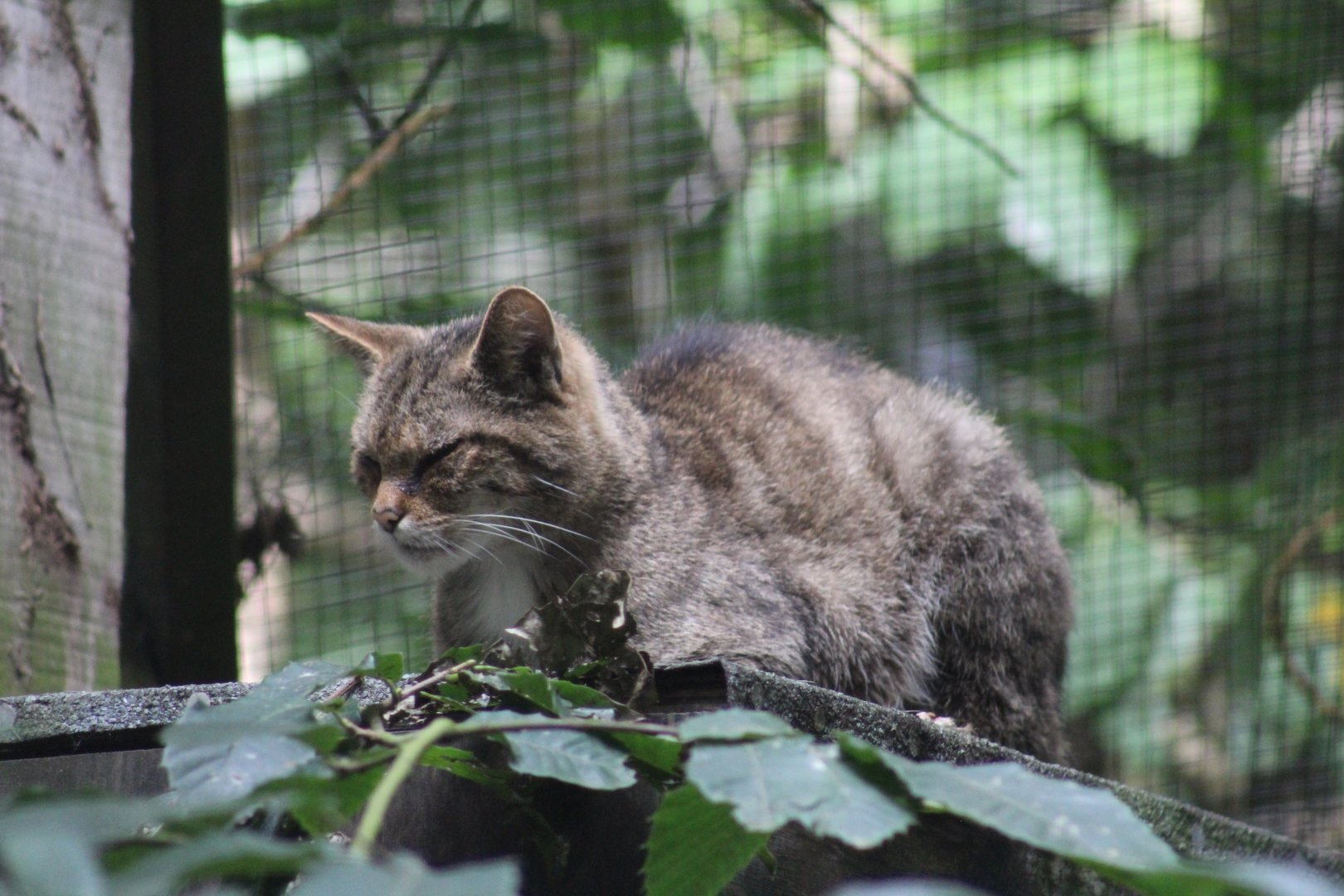 Scottish Wildcat