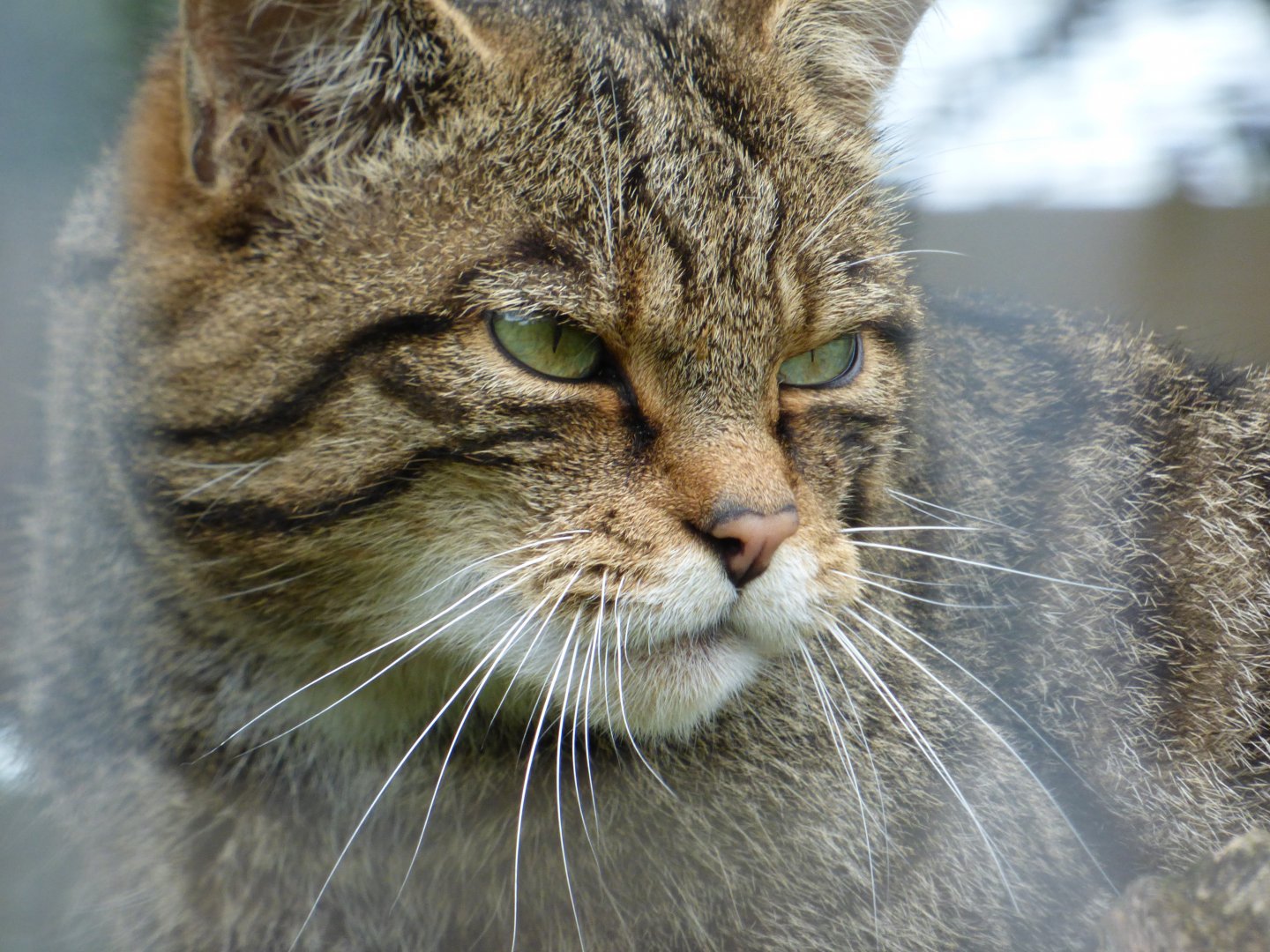 Scottish Wildcat
