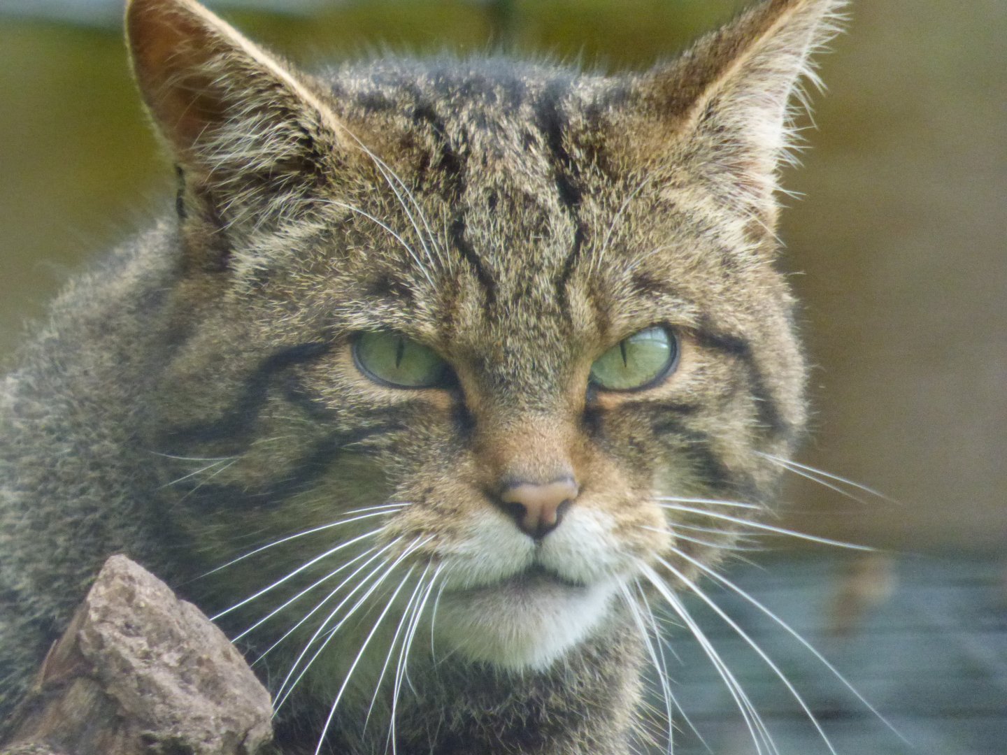 Scottish Wildcat