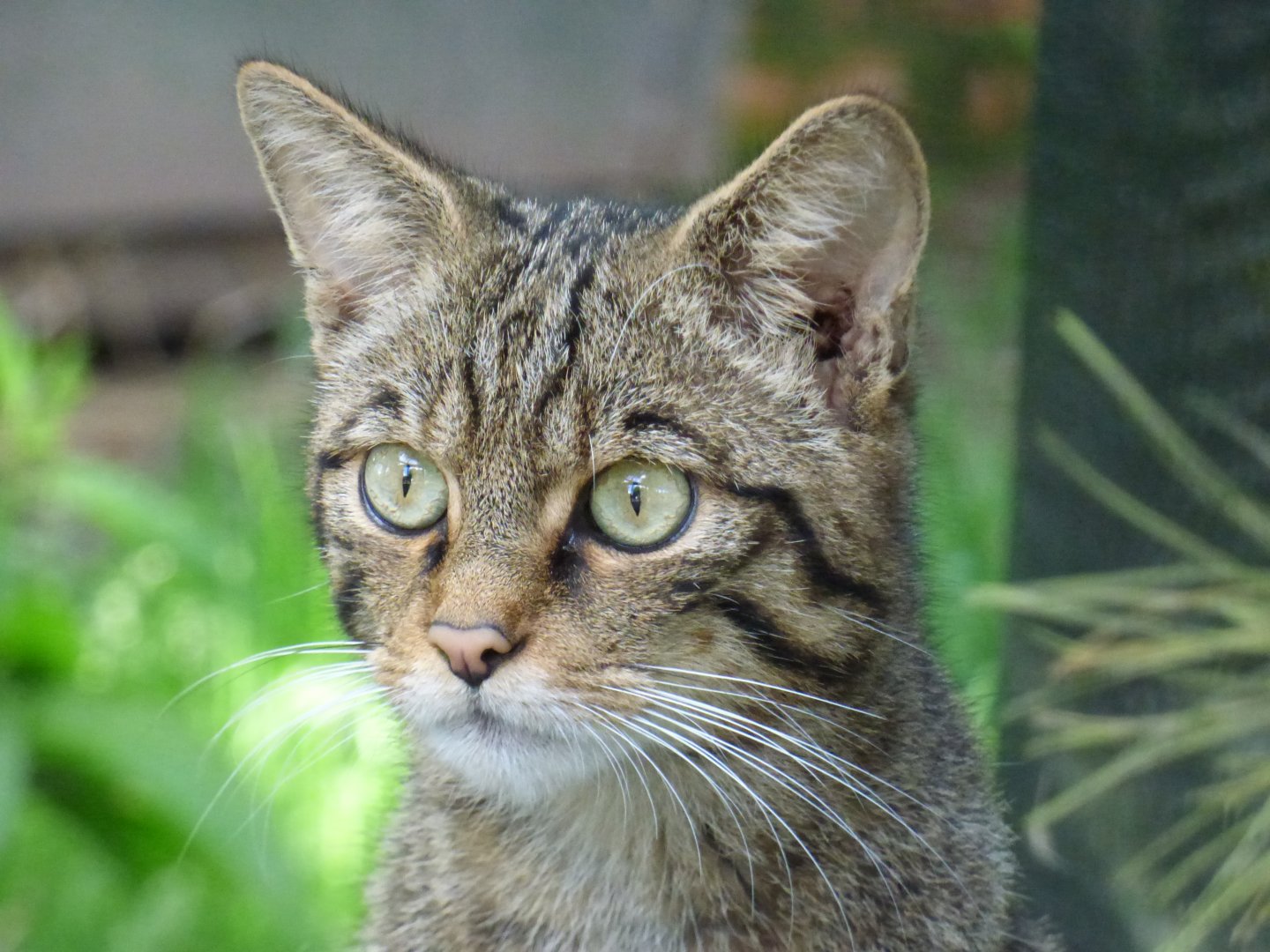 Scottish Wildcat