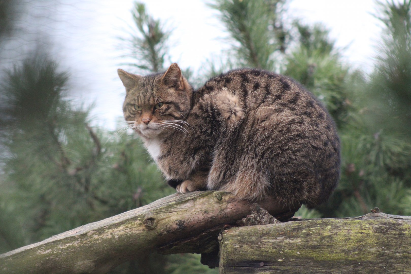 Scottish Wildcat